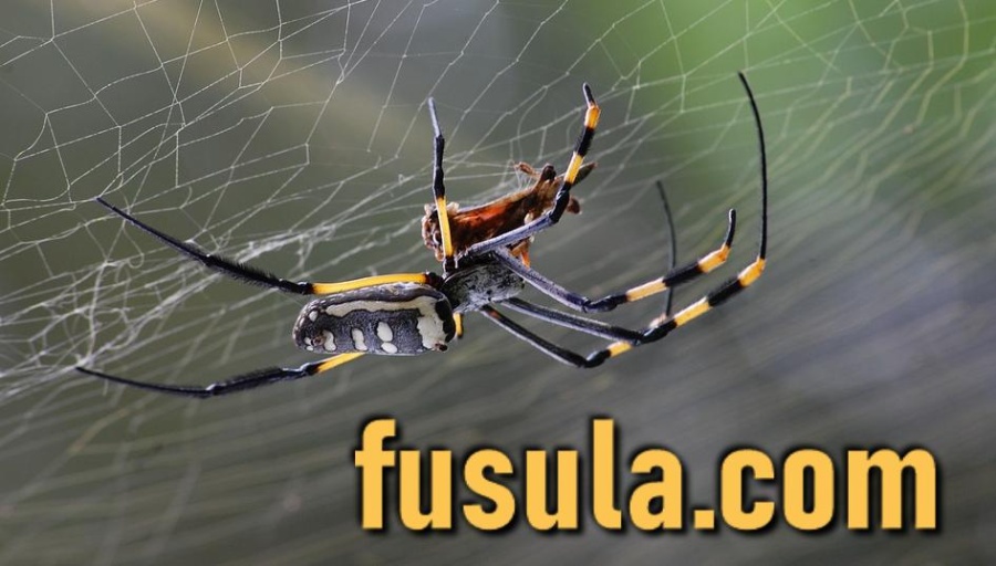 Fusula Spider Spiderweb fusula.com